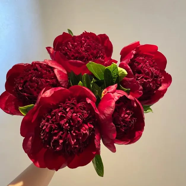 🔥🌺THE QUEEN OF FLOWERS—CHIKALABS DOUBLE PETALED PIANI