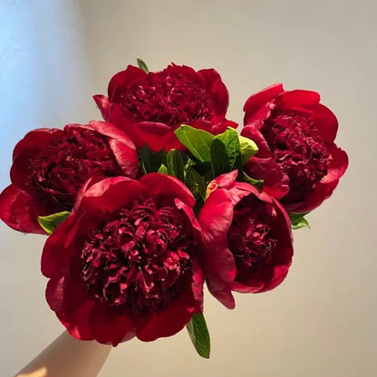 🔥🌺THE QUEEN OF FLOWERS—CHIKALABS DOUBLE PETALED PIANI