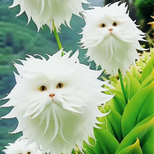 🌱Chikalabs Cat Face Flower Seeds