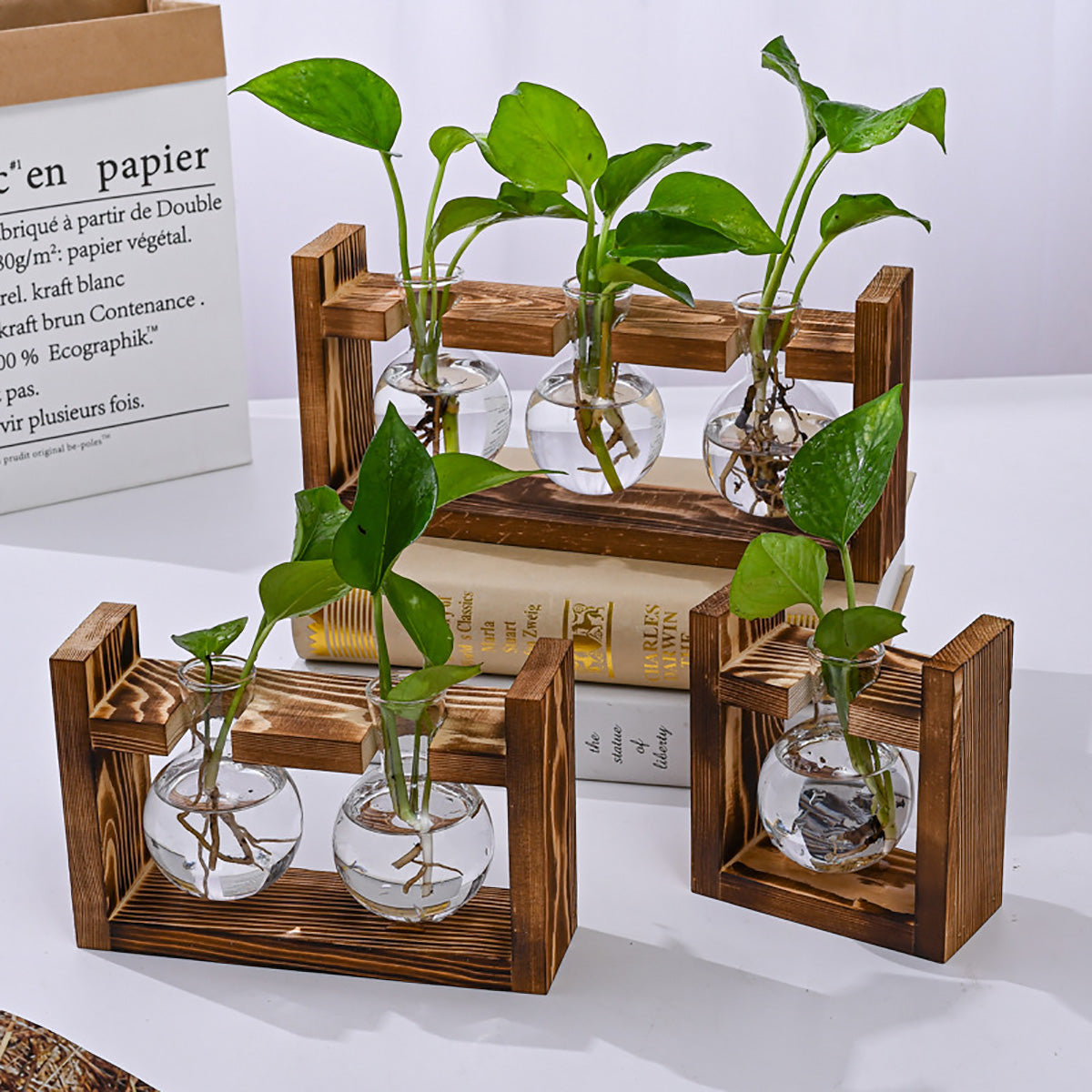 Chikalabs Plant Propagation Stations Glass Terrarium