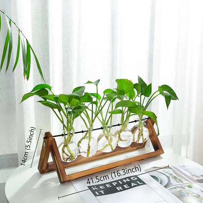 Chikalabs Plant Propagation Swing Stations Glass Terrarium