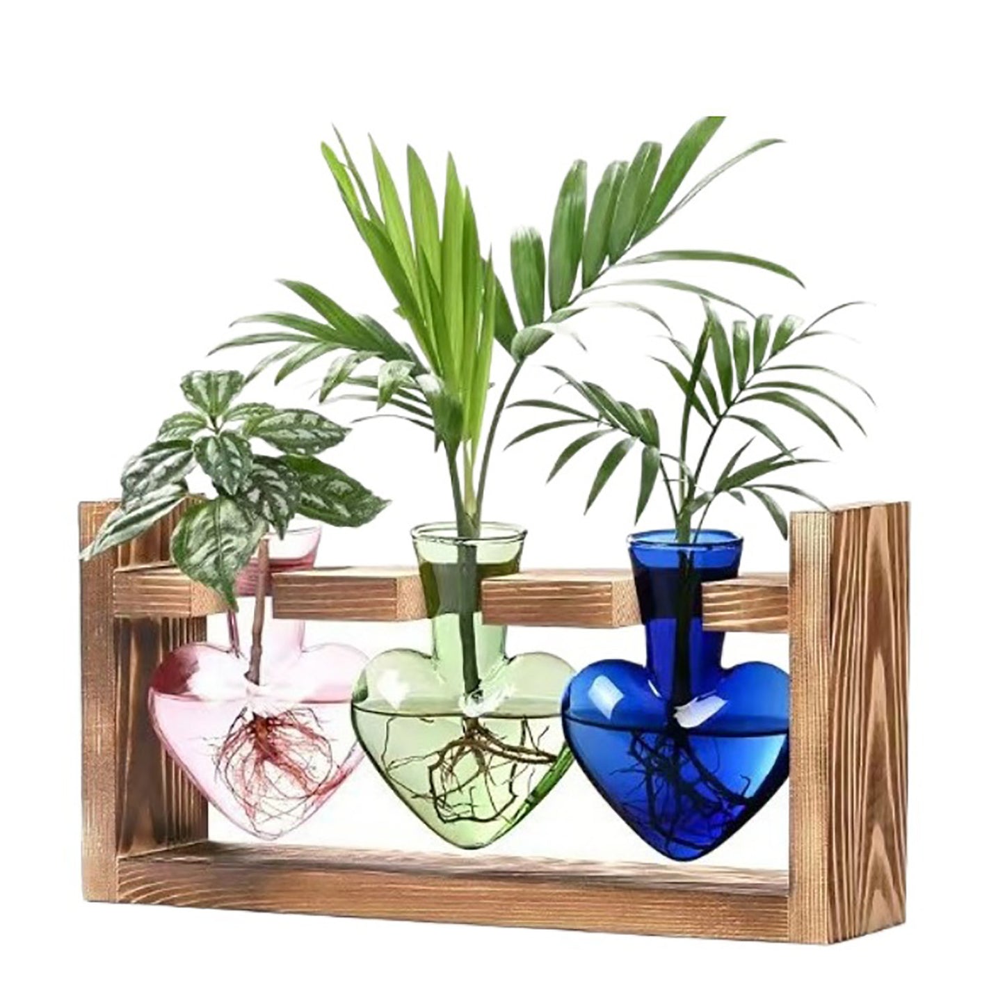 Chikalabs Colorful Plant Propagation Stations Glass Terrarium