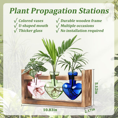 Chikalabs Colorful Plant Propagation Stations Glass Terrarium