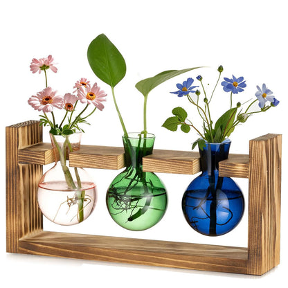 Chikalabs Colorful Plant Propagation Stations Glass Terrarium