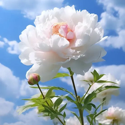 🔥🌺THE QUEEN OF FLOWERS—CHIKALABS DOUBLE PETALED PIANI