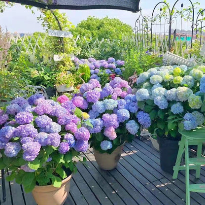 💥Chikalabs Outdoor Garden Decor Artificial Hydrangea Flowers💐